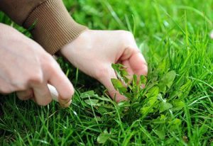 Pulling weeds out lawn
