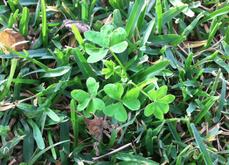 Say Goodbye to Soursobs in Your Lawn – The Turf Farm – Premium Instant Lawn