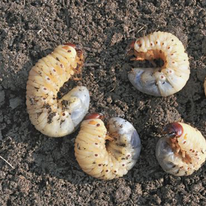 Grubs in dirt