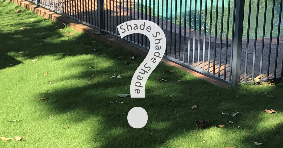 best lawn in shade