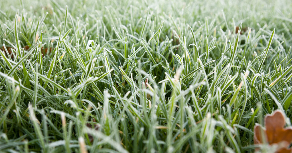 Winter frost on lawn
