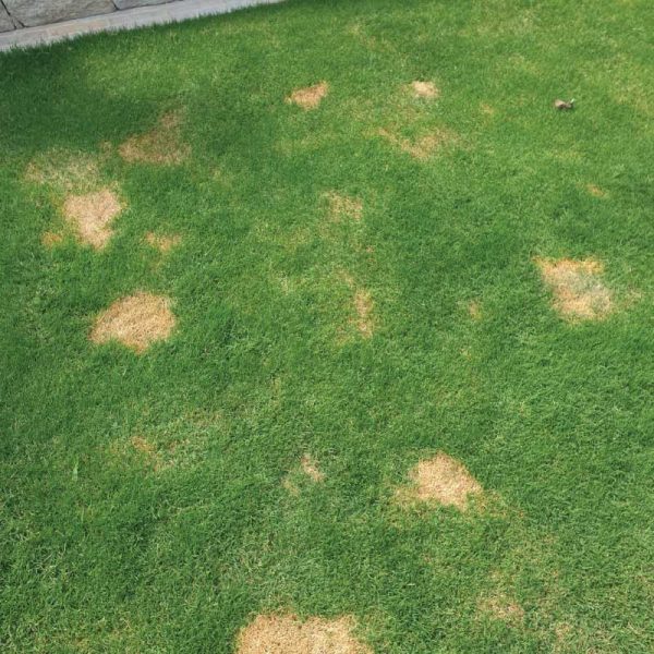 Dog urine burn ruining your lawn? The Turf Farm Premium Instant Lawn