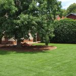 TifTuf Bermuda lawn laid in backyard with tree