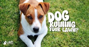 Dog sitting on grass with 'Dog Ruining Your lawn?' text
